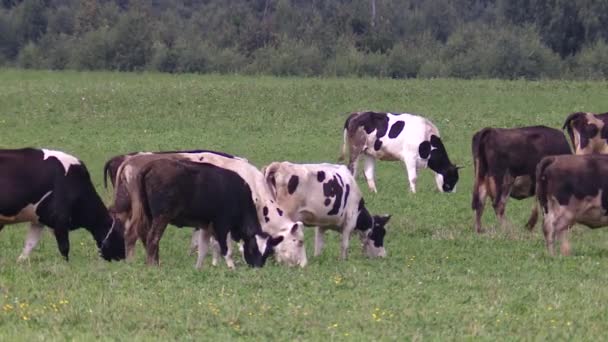 Animal laitier domestique. Du bétail femelle par une journée ensoleillée. Vaches marchant dans la prairie — Video
