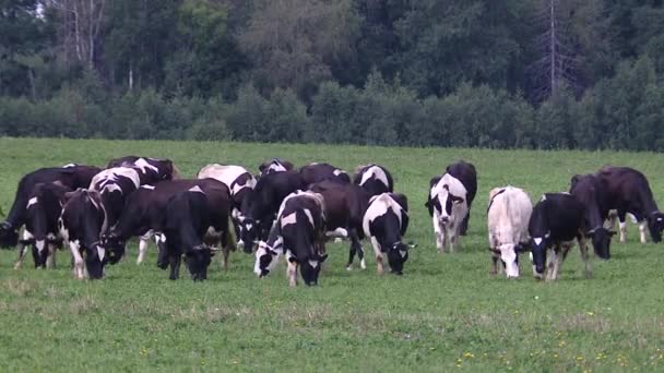 Територія покрита трав'янистою рослинністю. Корови ходять. Тварини їдять траву в сонячний день — стокове відео