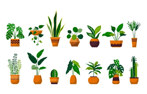 Houseplant Green Decorative Plant Garden Botanical Vector Set — Stock Vector