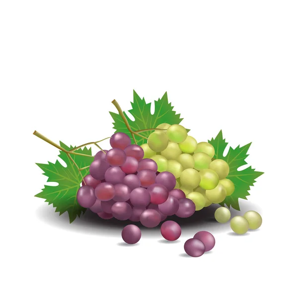Ilustração Isolada Orgânica Saudável Vetor Verão Fresco Fruta Uva — Vetor de Stock