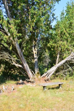 Yazın Heath Tietlinger Heide, Lower Saxony 'de manzara