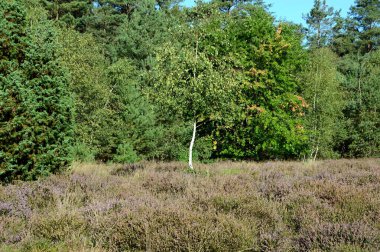 Bloom Juniper Heath Krelinger Heide, Aşağı Saksonya