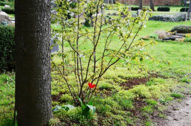 Walsrode, Aşağı Saksonya 'da İlkbaharda Mezarlık