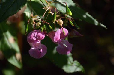 Walsrode, Aşağı Saksonya 'daki Sunder' daki çiçek tarlası.