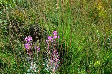 Fen Tister Bauernmoor 'da Çiçekler, Aşağı Saksonya