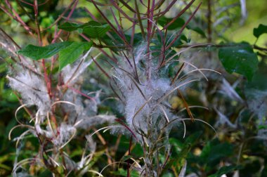 Fen Tister Bauernmoor 'da Bitkiler, Aşağı Saksonya