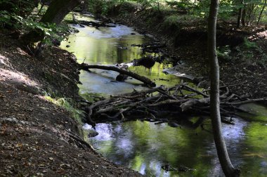 Rieselbach Irmağı, Walsrode, Aşağı Saksonya 'daki Sunder Nehri.