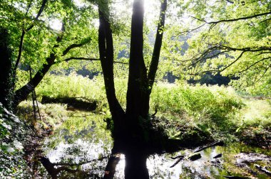 Steinfoerthsbach Sonbaharda Walsrode, Aşağı Saksonya 'da