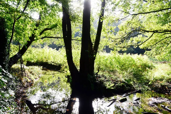 Steinfoerthsbach Sonbaharda Walsrode, Aşağı Saksonya 'da