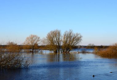 Kış mevsiminde Aşağı Saksonya 'daki Hodenhagen köyündeki Aller Nehri' nde sel.
