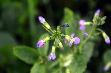 Sonbaharda, Walsrode, Aşağı Saksonya 'daki Manor Grasbeck' te çiçek açan çiçek.