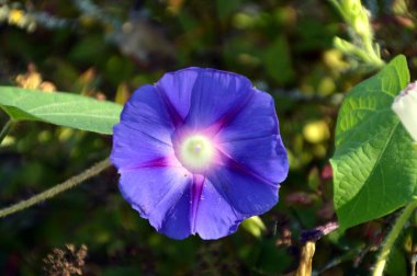 Walsrode, Aşağı Saksonya 'daki Sunder' daki çiçek tarlası.