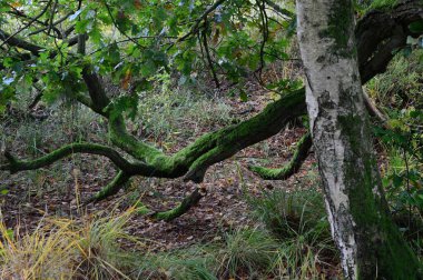 Landscape in Autumn at Lake Grosser Bullensee, Lower Saxony