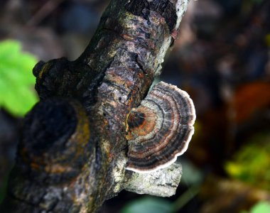 Sonbaharda Walsrode, Aşağı Saksonya 'daki Steinfoerthsbach deresinde mantar.