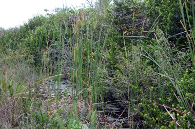 Bataklık Manzarası Everglades Ulusal Parkı, Florida