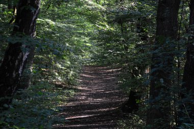 Sonbaharda Sunder 'da Walsrode, Aşağı Saksonya' da
