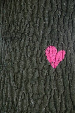 Pembe Kalp Sunder 'da bir ağaçta, Walsrode, Aşağı Saksonya' da.