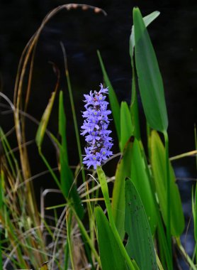 Florida Everglades Ulusal Parkı 'nda Çiçek Çiçeği