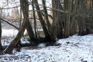 Walsrode, Aşağı Saksonya 'daki Steinfoerthsbach deresinin kışın manzarası
