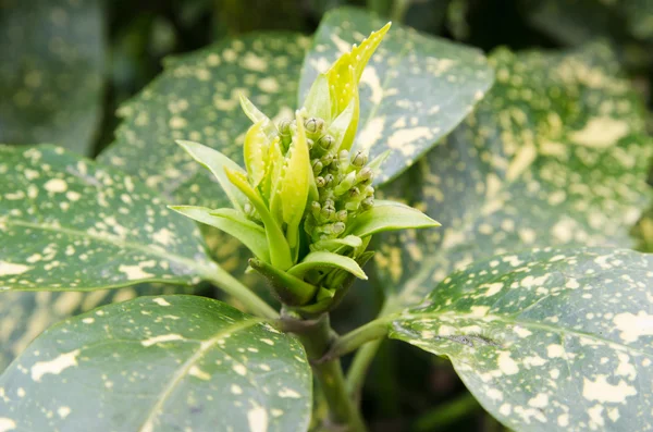 Fresh sprouts of spotted laurel (Aucuba japonica) — Stock Photo, Image