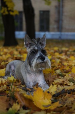 Gri bir schnauzer sonbahar yapraklarının arasında bir parkta oturuyor..