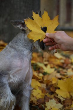 Gri bir schnauzer sonbahar yapraklarının arasında bir parkta oturuyor.
