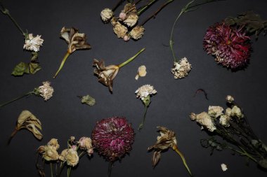 Koyu arkaplanda farklı çiçeklerin kurumuş çiçekleri.