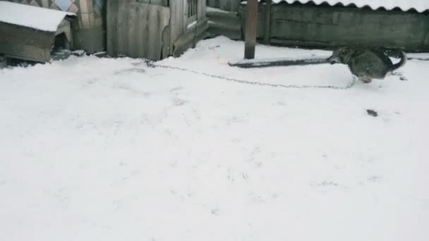 Chien aboyant et court 