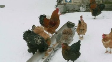 Tahıl yemek yerli tavuk
