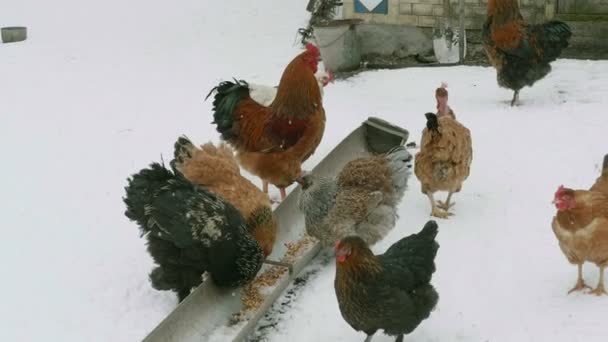 Домашние цыплята едят зерно — стоковое видео