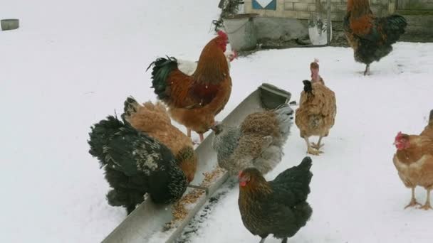 Poulets domestiques mangeant du grain — Video