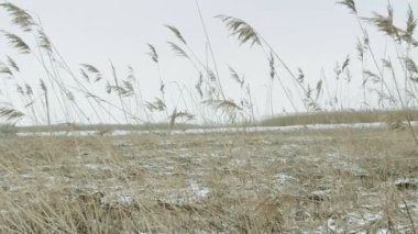 Kış manzarası. Karlı alan, reed bir bataklıkta frost ile kaplı.