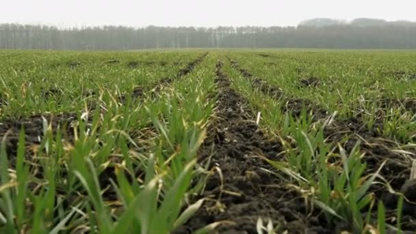 New shoots of a winter wheat on a spring field. — Stock Video