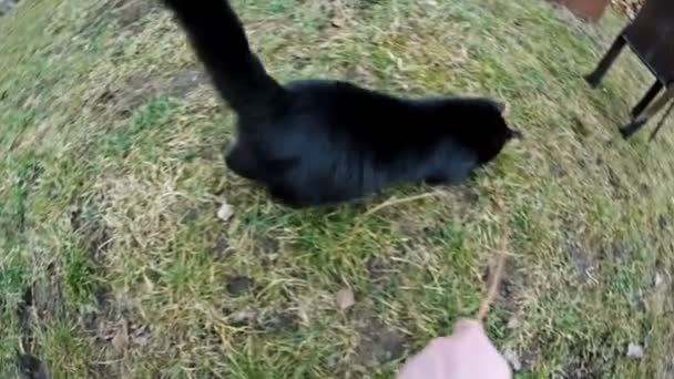 Jeu de chat avec brindille 