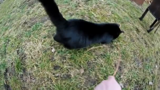 Katzenspiel mit Zweigen — Stockvideo