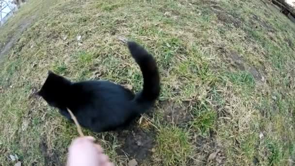 Katt lek med twig — Stockvideo