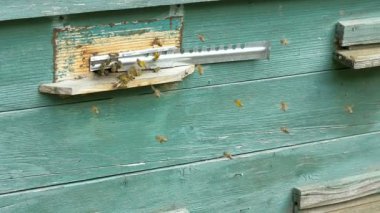 Polen arılar sineği kovan giriş içine getiriyor