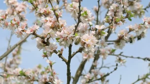 Abeja que recoge el polen de las flores florecientes de pera blanca . — Vídeos de Stock
