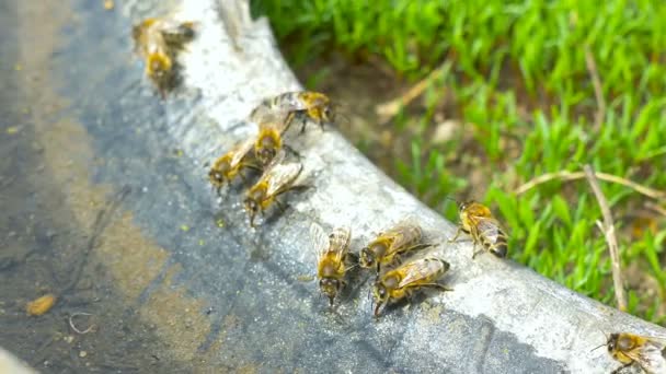 Bienen trinken Wasser. — Stockvideo