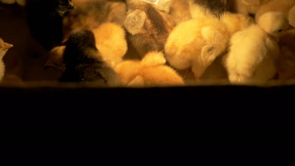 Chickens in the box — Stock Video