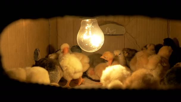 Poulets dans la boîte — Video