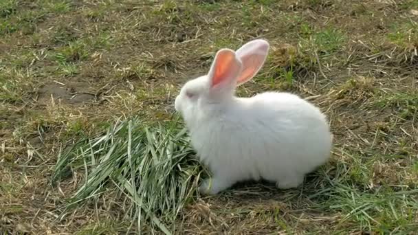 Young white rabbit eating grass — Stock Video