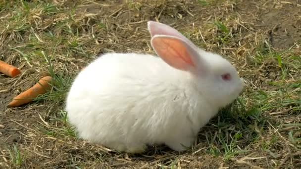 Young white rabbit eating grass — Stock Video
