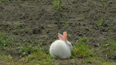 Beyaz genç tavşan çim ve ishal yeme