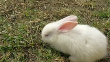 Genç beyaz tavşan çim yeme ve kamera için bkz: