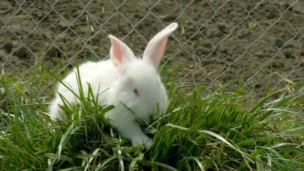 Mladý Bílý králík jíst trávu