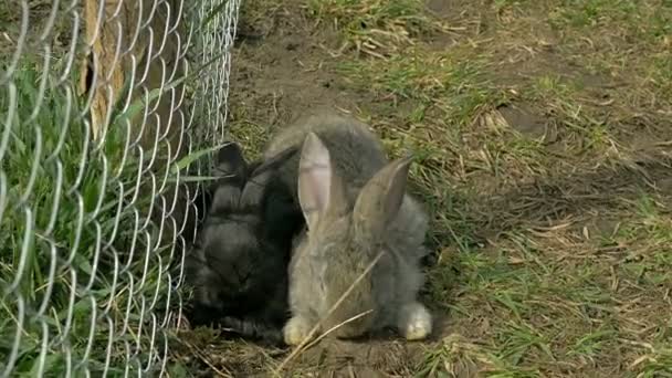 Birlikte oturan genç siyah ve gri tavşan — Stok video