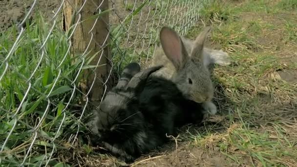 Jovens coelhos pretos e cinzentos sentados juntos — Vídeo de Stock