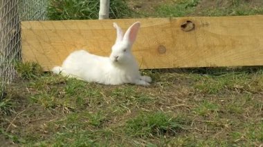 Beyaz genç tavşan çim ve ishal yeme