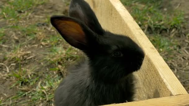 Junges schwarzes Kaninchen vor der Kamera — Stockvideo